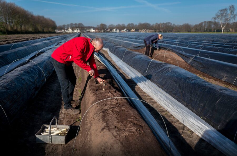 Aspergeseizoen 2021 is begonnen