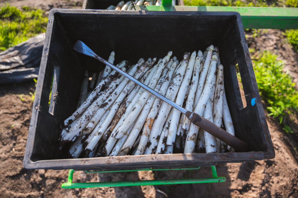 Einde aspergeseizoen 2024